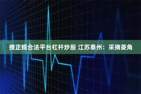 搜正规合法平台杠杆炒股 江苏泰州：采摘菱角